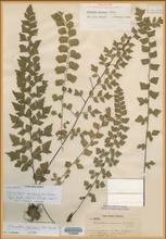 image from Yale Herbarium